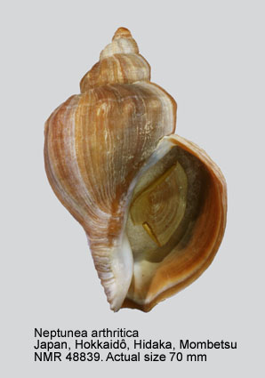 Neptunea arthritica (2).jpg - Neptunea arthritica(Valenciennes,1858)